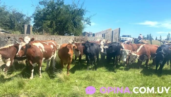 Abasto Varela - Departamento De Canelones Abasto Varela - Departamento De Canelones