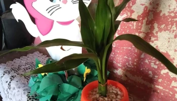 Adri Plantas - Tranqueras Adri Plantas - Tranqueras