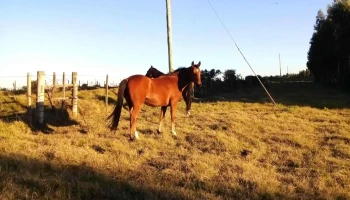 Agroveterinaria El Gaucho - Florencio Sanchez Agroveterinaria El Gaucho - Florencio Sanchez