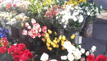 Agusflores - Av. Mariscal Francisco Solano López 1891 Agusflores - Av. Mariscal Francisco Solano López 1891