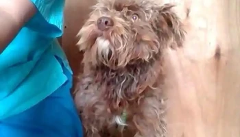 Animal Space - -54 942029