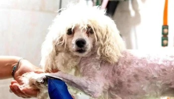 Animalia - 97000 Durazno Animalia - 97000 Durazno