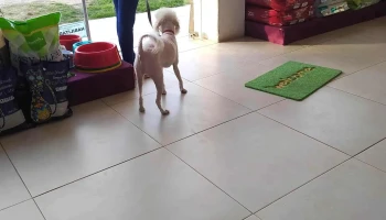 Artemisa Veterinaria - 15000 Ciudad De La Costa Artemisa Veterinaria - 15000 Ciudad De La Costa