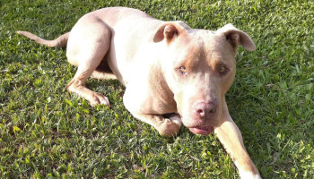 AsistVet - 11100 Montevideo