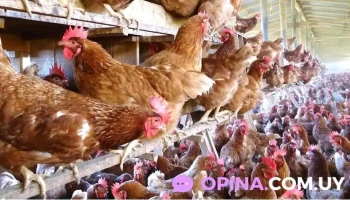 Avícola Martínez Moreno - 91800 Tala Avícola Martínez Moreno - 91800 Tala