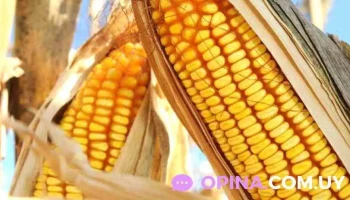 Barraca El chalé - Melo