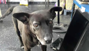 Blue pets - 12900 Montevideo