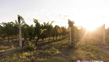 Bodega Artesana - Las Brujas