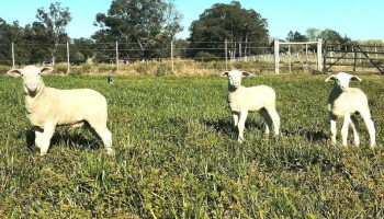 Cabaña El Camino - Canelones