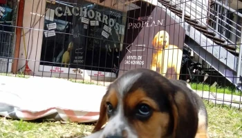 Calypso Pet's Shop - 11500 Montevideo