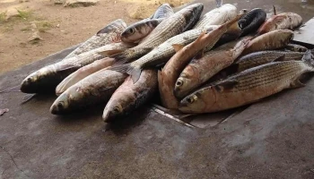 Camping municipal Puerto Los Botes - Puerto De Los Botes