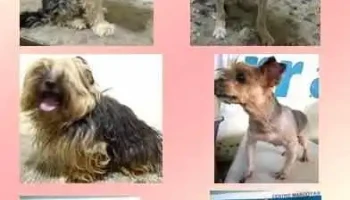 Centro Mascotas - 50000 Salto