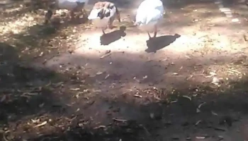 cerrajeria cibils - Uruguay