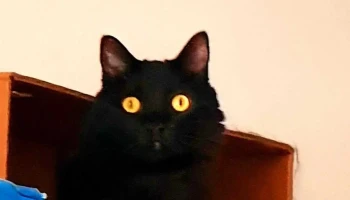 Clínica Veterinaria Artigas - 11200 Montevideo Clínica Veterinaria Artigas - 11200 Montevideo