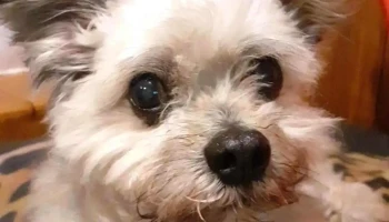 Clinica Veterinaria Cleo - 11600 Montevideo Clinica Veterinaria Cleo - 11600 Montevideo