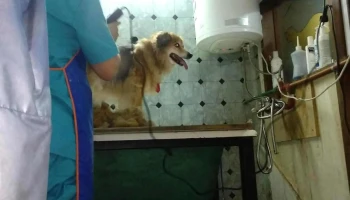 Clínica Veterinaria del Rhin - 11100 Montevideo