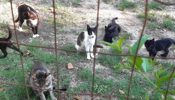 Clínica Veterinaria Pocas Pulgas - 11200 Montevideo Clínica Veterinaria Pocas Pulgas - 11200 Montevideo