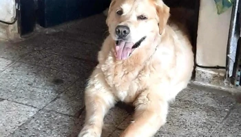 Clinica Veterinaria Pronto Perro - 15000 Ciudad De La Costa Clinica Veterinaria Pronto Perro - 15000 Ciudad De La Costa