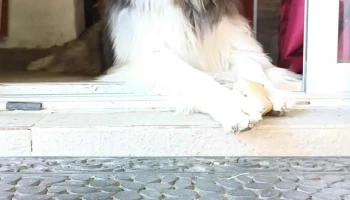 Clínica Veterinaria Quirón 2 - 11400 Montevideo