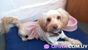 Clínica Veterinaria San Martín - 20000 Maldonado Clínica Veterinaria San Martín - 20000 Maldonado