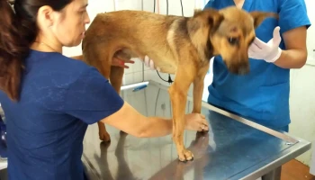 Clinica Veterinaria Silvana Fernandez - 12700 Montevideo Clinica Veterinaria Silvana Fernandez - 12700 Montevideo