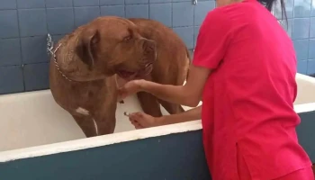 Clínica Veterinaria Vicchio - 11800 Montevideo