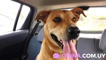 Clínica Veterinaria Zoolymar - 15000 Ciudad De La Costa Clínica Veterinaria Zoolymar - 15000 Ciudad De La Costa