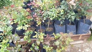 Cloris Plantas - 70300 Nueva Helvecia