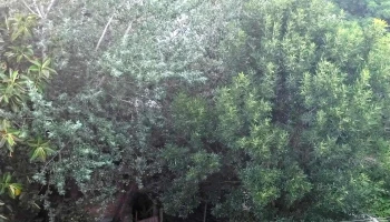 Complejo Habitacional Millán y Lecocq - Montevideo