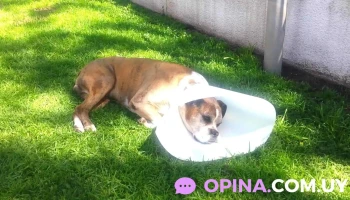 Consultorio Oftalmológico Veterinario - 11300 Montevideo Consultorio Oftalmológico Veterinario - 11300 Montevideo