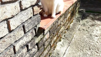 Cooperativa Coviblap - Las Piedras Cooperativa Coviblap - Las Piedras