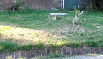 Cooperativa Tebelpa - Montevideo