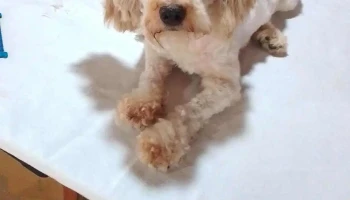 Coquetos - 80100 Libertad Coquetos - 80100 Libertad