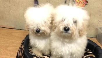 De Pura Raza - 15600 Pando