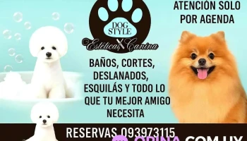 DogStyle - 97000 Durazno