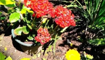 Dojo Barros Blancos - Iska Uruguay - Barros Blancos Dojo Barros Blancos - Iska Uruguay - Barros Blancos