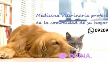 Dr. Martin Taboada. Veterinario a Domicilio - Urgencias - Uruguay