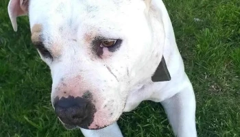 Dr Nicolas Girreta (Diagnóstico Ecográfico Veterinario) - 15000 Ciudad De La Costa