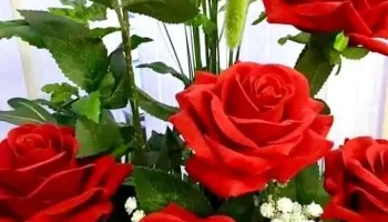 Dulces Sueños Creaciones - 65100 Young Dulces Sueños Creaciones - 65100 Young