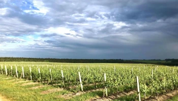 El Capricho Winery - 97000 Villa Del Carmen El Capricho Winery - 97000 Villa Del Carmen