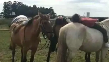 El Remanso - Durazno El Remanso - Durazno