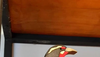 El Tambor - Col. Del Sacramento El Tambor - Col. Del Sacramento