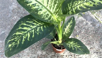 El Viverito - Montevideo El Viverito - Montevideo