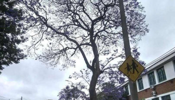 Escuela N° 49 República de Nicaragua - Montevideo