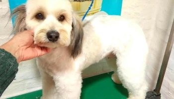 Estética canina Dagalu - Departamento De Soriano Estética canina Dagalu - Departamento De Soriano