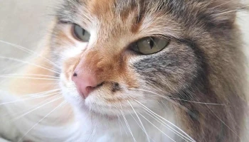 Fashion pets - 30000 Minas Fashion pets - 30000 Minas