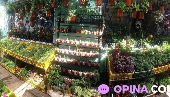 Floreria Espacio Jardín - Luis Alberto De Herrera Floreria Espacio Jardín - Luis Alberto De Herrera