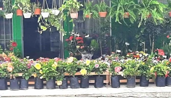 Floreria lo de ale - 15900 La Paz Floreria lo de ale - 15900 La Paz