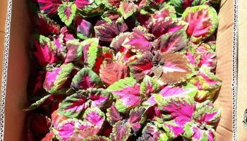 Florería Y Marmoleria Barindelli - 75100 Dolores Florería Y Marmoleria Barindelli - 75100 Dolores