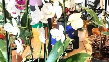 Garden Pot - 11300 Montevideo